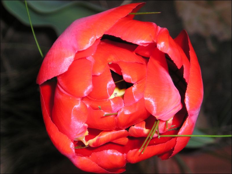 P1010996